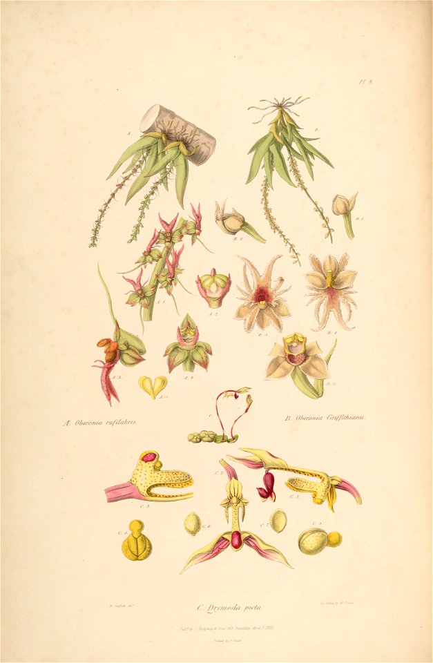 Oberonia rufilabris - Oberonia griffithiana - Drymoda picta - Sertum - Lindley pl. 8 (1838)