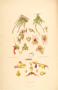 Oberonia rufilabris - Oberonia griffithiana - Drymoda picta - Sertum - Lindley pl. 8 (1838)