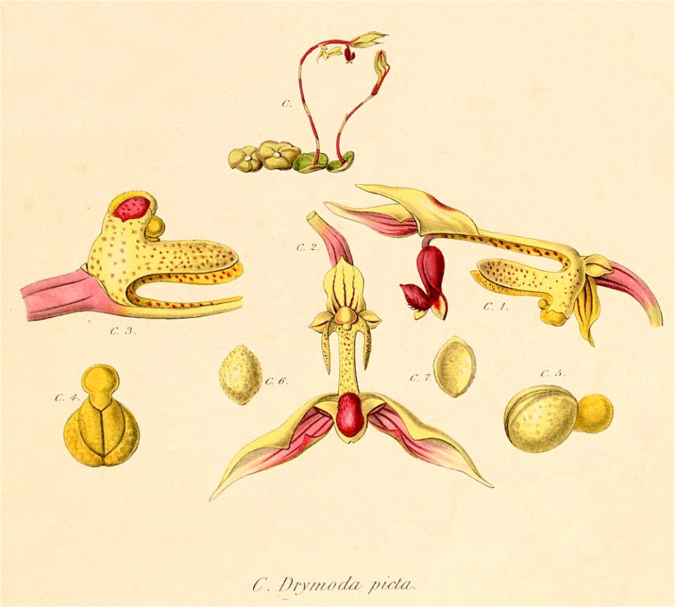 Oberonia rufilabris - Oberonia griffithiana - Drymoda picta - Sertum - Lindley pl. 8 (1838) - cropped C
