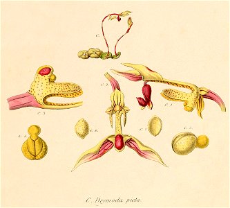 Oberonia rufilabris - Oberonia griffithiana - Drymoda picta - Sertum - Lindley pl. 8 (1838) - cropped C