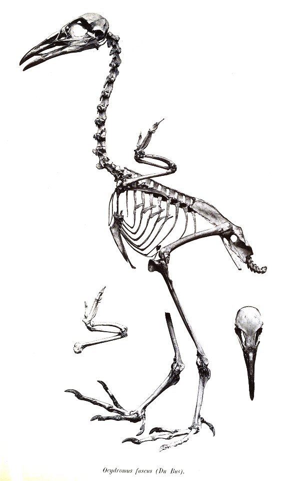 Ocydromus fuscus 40