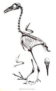 Ocydromus fuscus 40