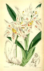 Odontoglossum crispum (as Odontoglossum alexandrae var. guttatum) - Curtis' 94 (Ser. 3 no. 24) pl. 5691 (1868). Free illustration for personal and commercial use.