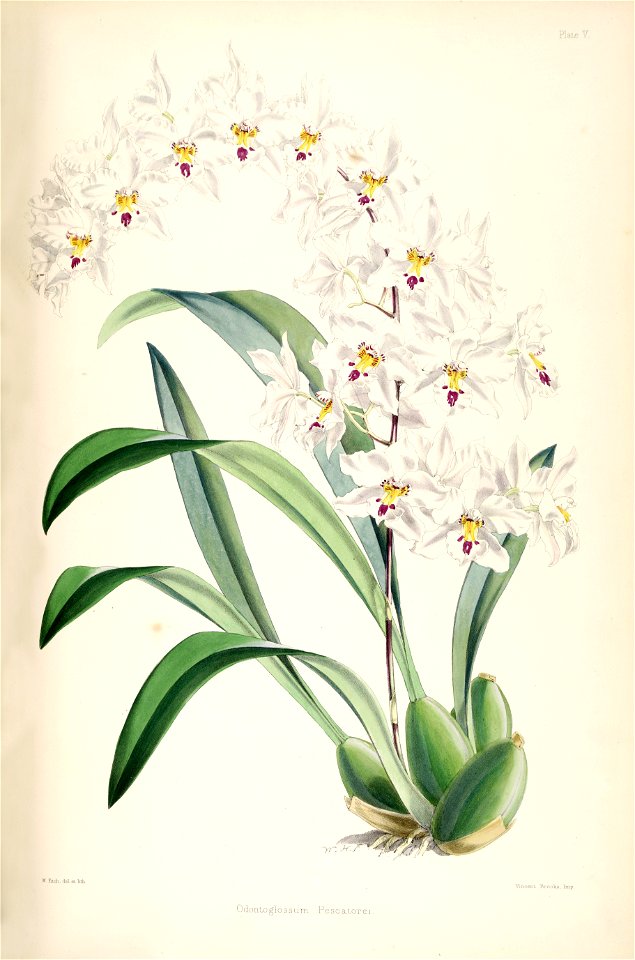 Odontoglossum nobile (as Odontoglossum pescatorei) - pl. 5 - Bateman - A Monograph of