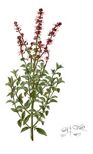 Ocimum basilicum Blanco2.407-cropped