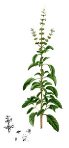 Ocimum tenuiflorum Blanco2.257
