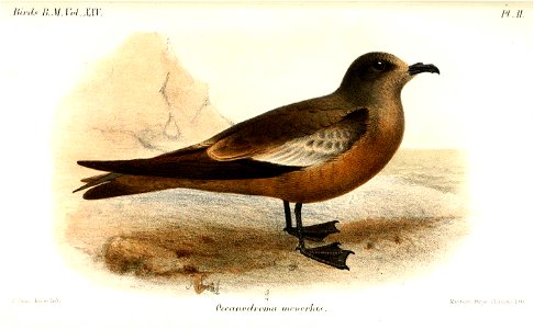 OceanodromaMonorhisSmit