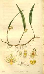 Octomeria graminifolia - Curtis' 54 (N.S. 1) pl. 2764 (1827)
