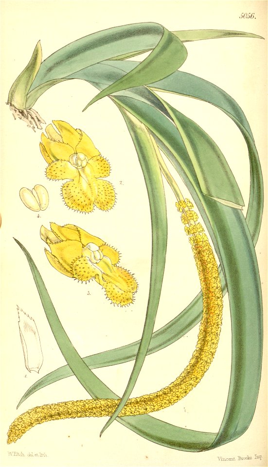Oberonia acaulis - Curtis' 84 (Ser. 3 no. 14) pl. 5056 (1858)