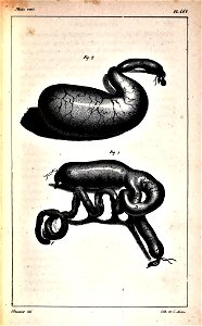Oeuvres complètes de Buffon Plate 461 Lemur catta