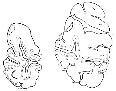 Occipital lobe in orangutan (K. Brodmann, 1909, p. 221, Fig. 136-137)