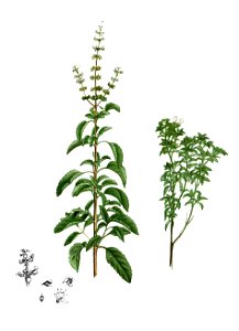 Ocimum sp Blanco2.257-cropped. Free illustration for personal and commercial use.
