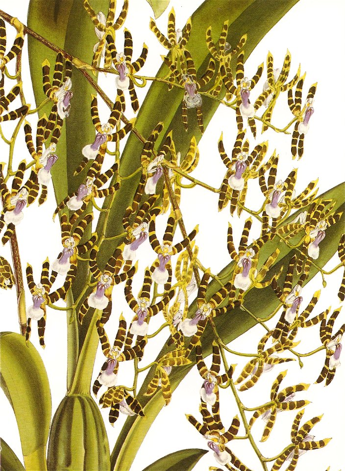 Odontoglossum laeve RHS