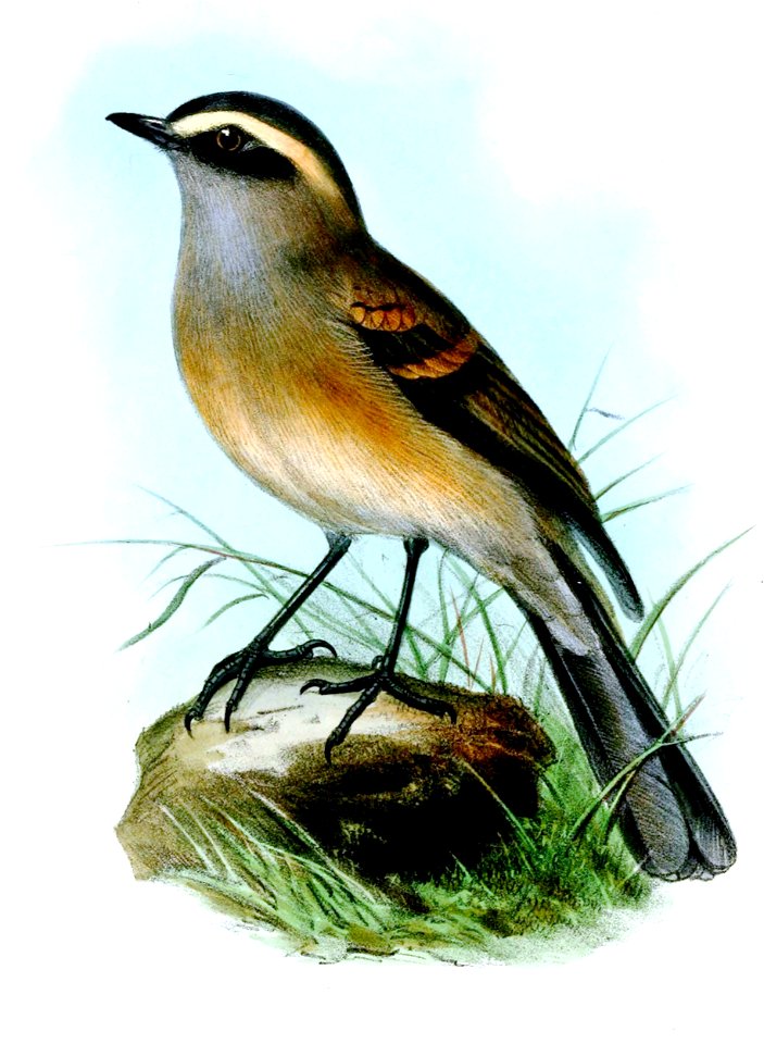 OchthoecaFumicolorWolf