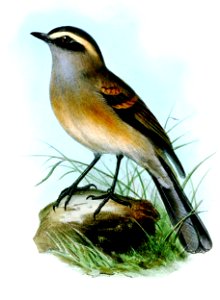 OchthoecaFumicolorWolf