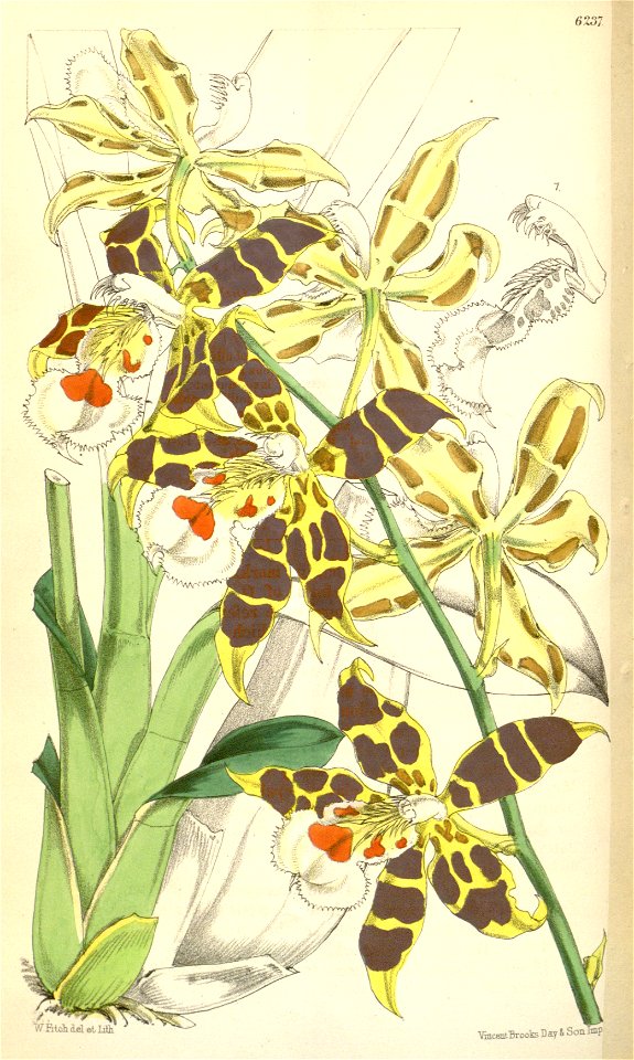Odontoglossum hallii