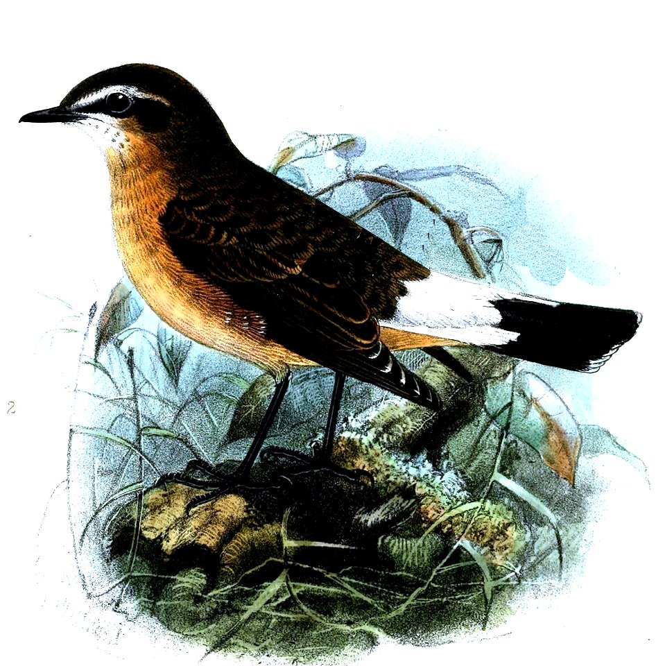 Oenanthe heuglini Keulemans