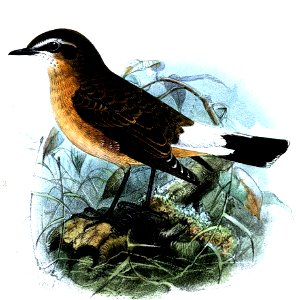 Oenanthe heuglini Keulemans