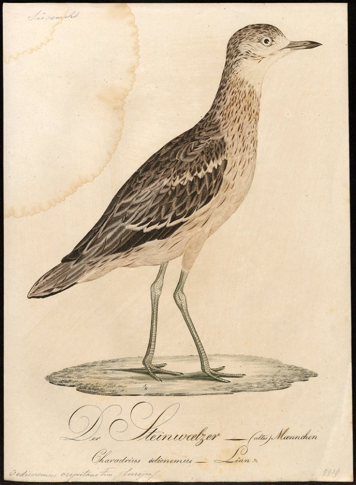 Oedicnemus crepitans - 1800-1812 - Print - Iconographia Zoologica - Special Collections University of Amsterdam - UBA01 IZ17200085