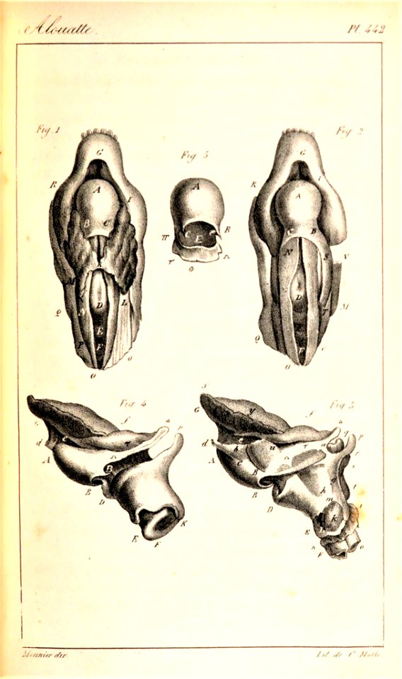 Oeuvres complètes de Buffon Plate 442 Alouatta