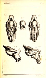 Oeuvres complètes de Buffon Plate 442 Alouatta
