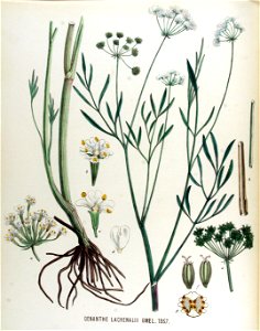 Oenanthe lachenalii — Flora Batava — Volume v17