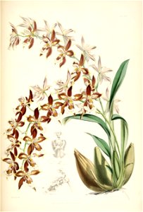 Odontoglossum luteopurpureum - pl. 17 - Bateman - Monogr.Odont. Free illustration for personal and commercial use.