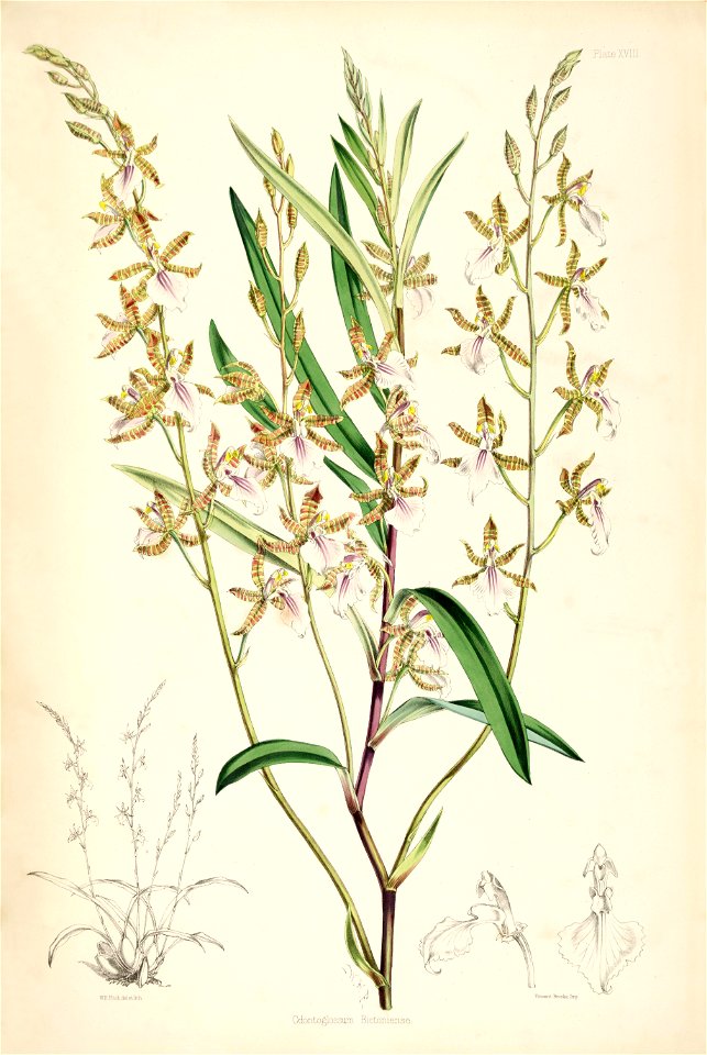 Odontoglossum bictoniense (syn Rhynchostele bictoniensis, Lemboglossum bictoniense) - pl. 18 - Bateman, Monogr.Odont