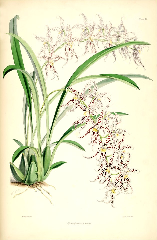 Odontoglossum naevium - pl. 9 - Bateman, Monogr.Odont
