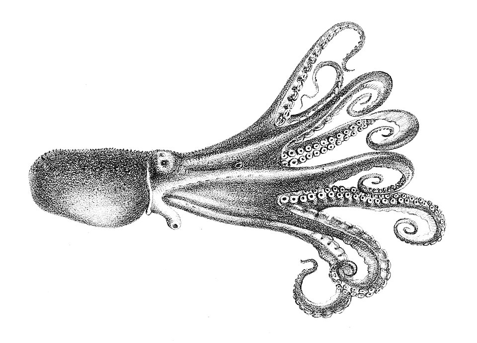 Octopus areolatus