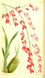 Odontoglossum sanguineum (as Mesospinidium sanguineum) - Curtis' 93 (Ser. 3 no. 23) pl. 5627 (1867). Free illustration for personal and commercial use.