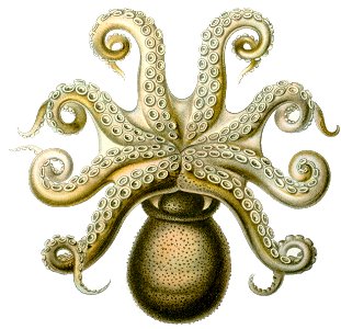 Octopusvulgaris1