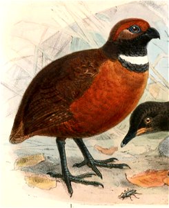 Odontophorus erythrops parambae 1897