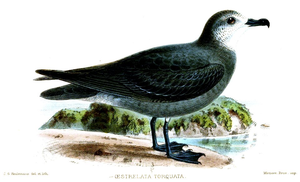 OestrelataTorquataKeulemans