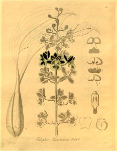 Oeceoclades saundersiana (as Eulophia saundersiana) - Xenia 2 pl 173