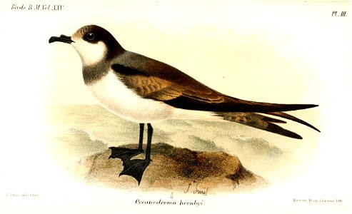 OceanodromaHornbyiSmit