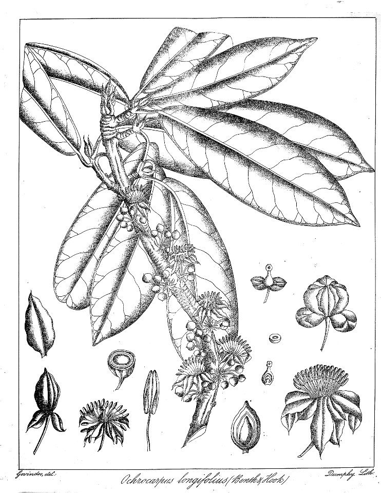 Ochrocarpus longifolius Govindoo - Free Stock Illustrations | Creazilla