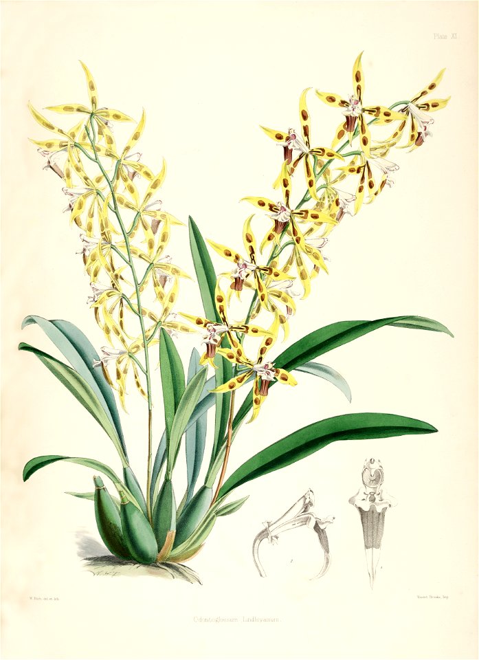 Odontoglossum lindleyanum. Free illustration for personal and commercial use.