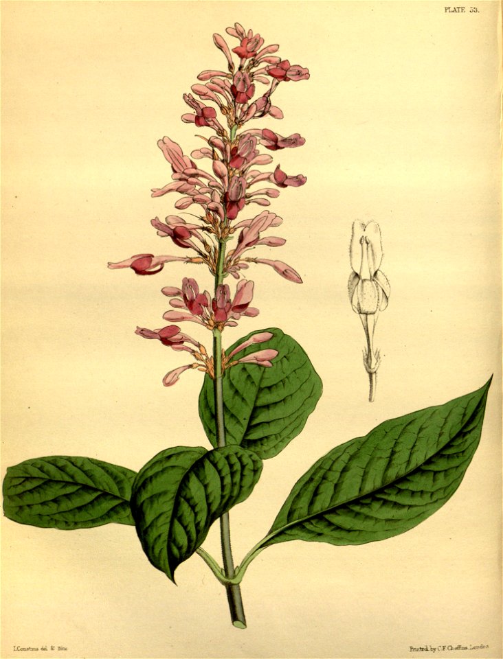 Odontonema callistachyum Paxton 053