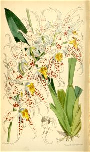 Odontoglossum cirrhosum