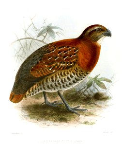 OdontophorusCinctusKeulemans