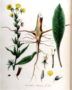 Oenothera biennis — Flora Batava — Volume v10
