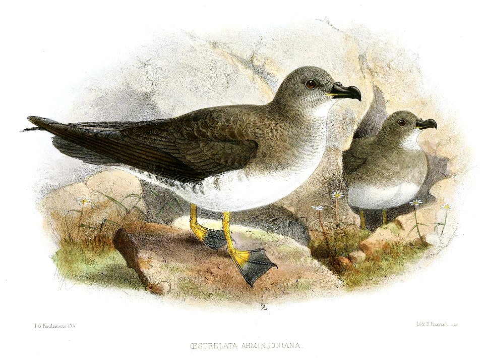 OestrelataArminjonianaKeulemans