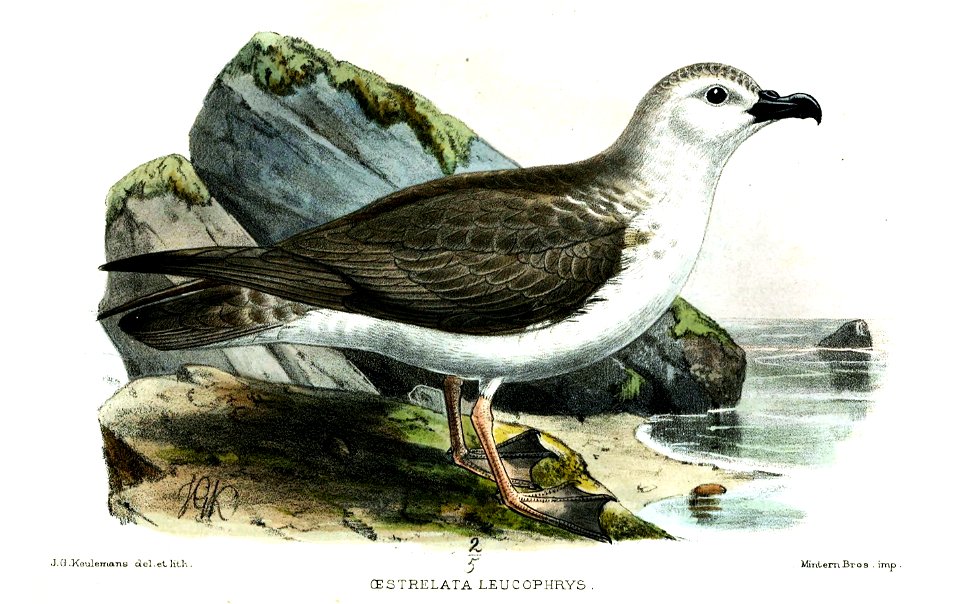 OestrelataLeucophrysKeulemans