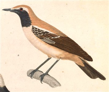 Oenanthe deserti 1838