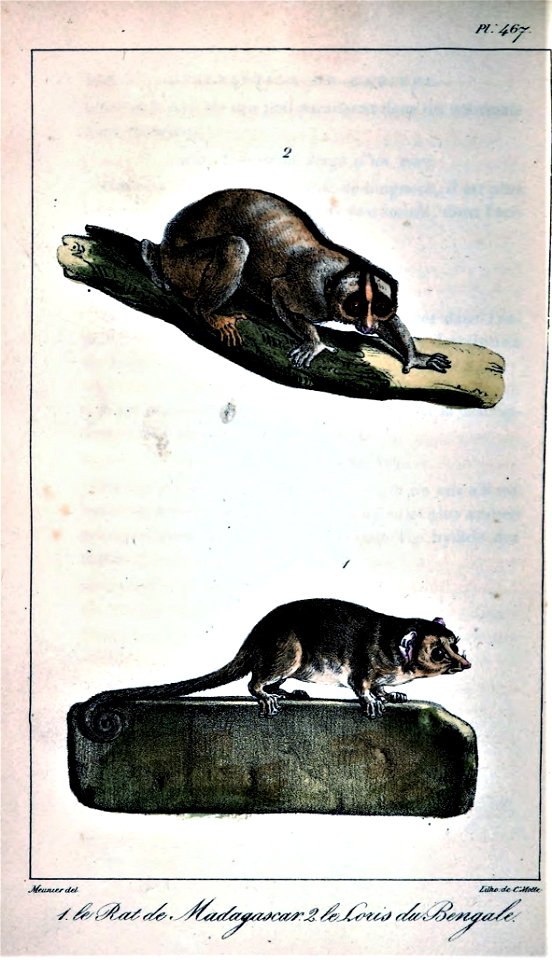 Oeuvres complètes de Buffon Plate 467 Microcebus murinus Nycticebus bengalensis