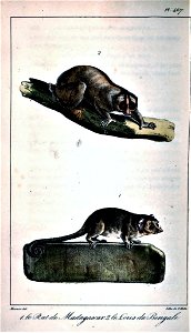 Oeuvres complètes de Buffon Plate 467 Microcebus murinus Nycticebus bengalensis