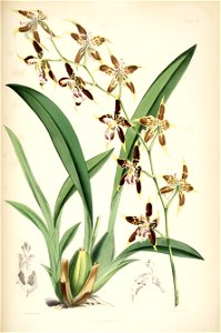 Odontoglossum hallii - pl. 21 - Bateman - Monogr.Odont. Free illustration for personal and commercial use.