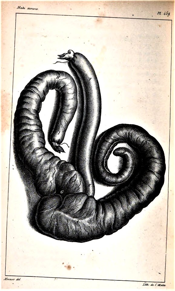 Oeuvres complètes de Buffon Plate 459 Lemur catta