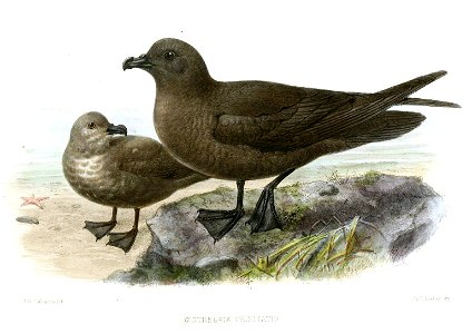 OestrelataTrinitatisKeulemans